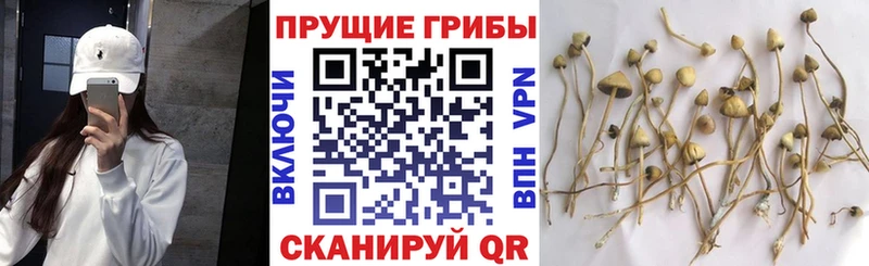 купить закладку  Дербент  Галлюциногенные грибы мухоморы 